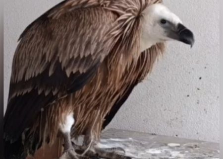 بازگشت پاکبان طبیعت به آسمان لیسار؛ رهاسازی یک بهله کرکس درتالش