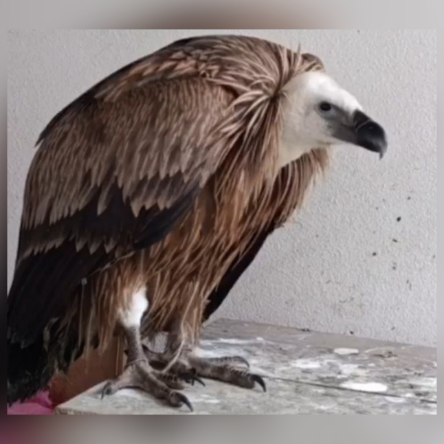 بازگشت پاکبان طبیعت به آسمان لیسار؛ رهاسازی یک بهله کرکس درتالش