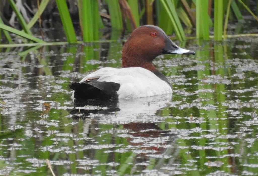 اردک سرحنایی، عکس: شاپور عبدی