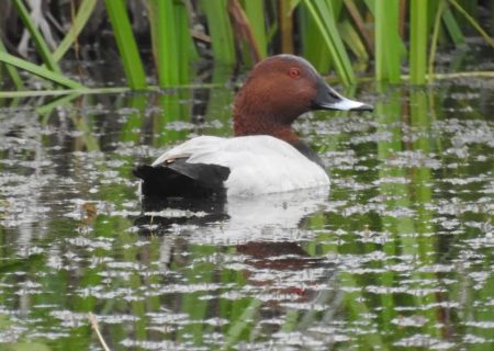 اردک سرحنایی، عکس: شاپور عبدی