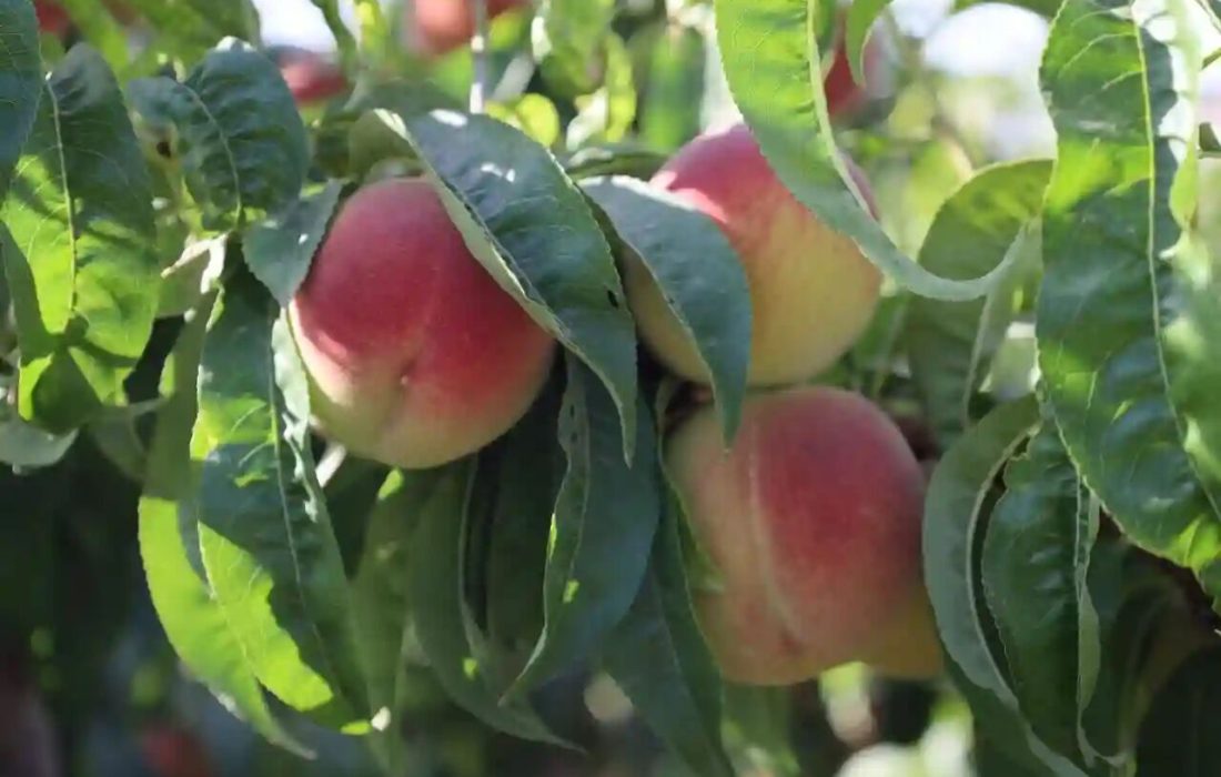 رئیس جهاد کشاورزی گیلان: فیلم رنگ‌آمیزی هلو مربوط به رشت نیست