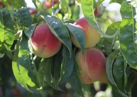 رئیس جهاد کشاورزی گیلان: فیلم رنگ‌آمیزی هلو مربوط به رشت نیست