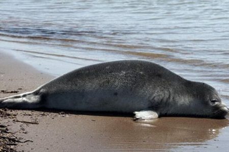 لاشه فوک خزری را لمس نکنید!