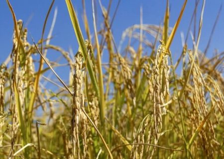 درآمد میلیاردی کشاورزان گیلانی از تولید راتون