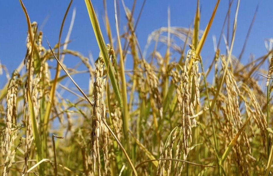 درآمد میلیاردی کشاورزان گیلانی از تولید راتون
