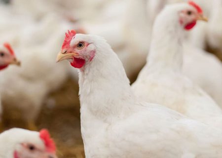 مرغ سویه‌ی آرین وابستگی کشور را کاهش‌می‌دهد