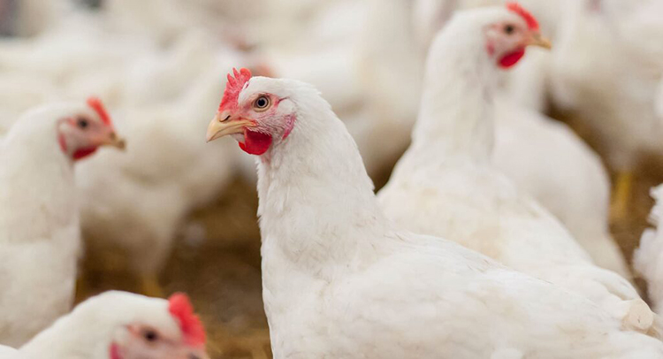 مرغ سویه‌ی آرین وابستگی کشور را کاهش‌می‌دهد