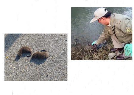 بازگشت شنگ‌های نجات‌یافته به آغوش طبیعت