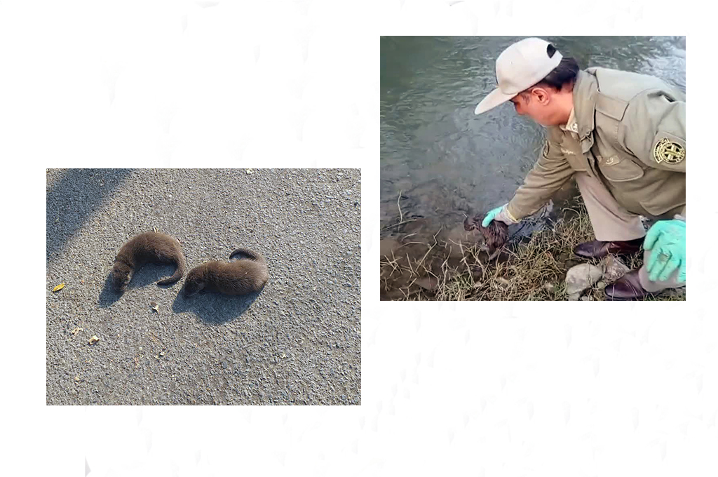 بازگشت شنگ‌های نجات‌یافته به آغوش طبیعت