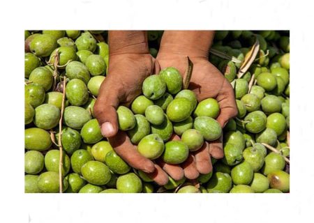 برداشت افزون بر ۱۰ هزار تن زیتون از باغ‌های گیلان