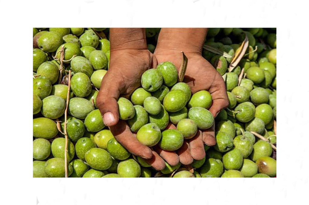 برداشت افزون بر ۱۰ هزار تن زیتون از باغ‌های گیلان