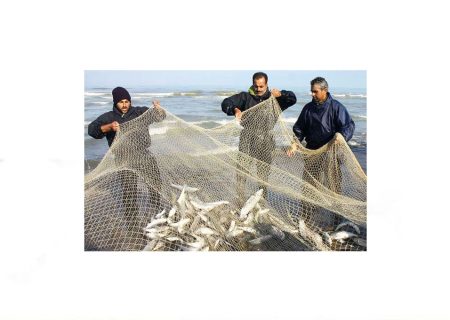 صید ۲۲۵ هزار تن ماهی استخوانی از سوی صیادان گیلانی