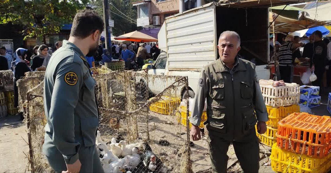 چتر حفاظت ‌محیط‌زیست بر فرار بازار محلی املش؛ پایانی بر زنده فروشی پرندگان وحشی