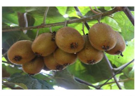 ۲۱۵ هزار و ۶۰۰ تن کیوی از باغ‌های گیلان برداشت‌شد /  درآمد ۱۹۴ هزار میلیاردی برای باغداران