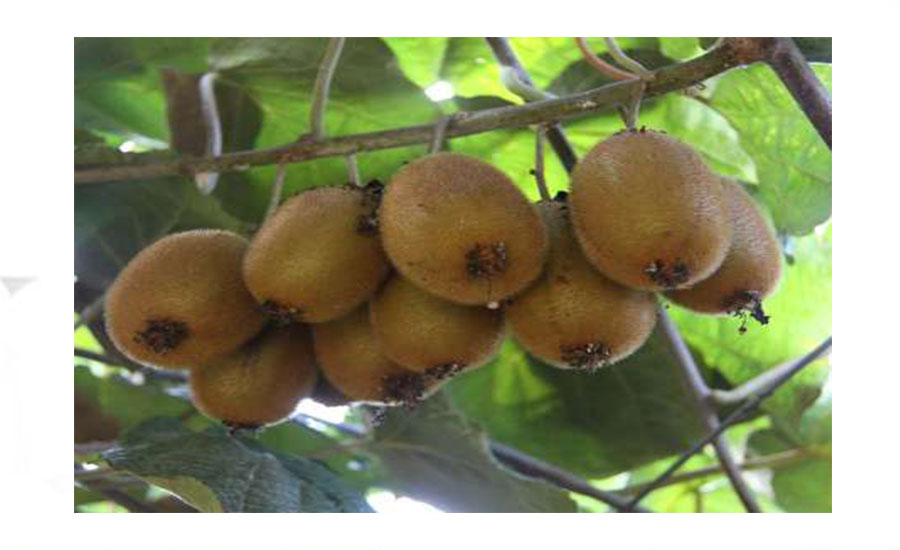 ۲۱۵ هزار و ۶۰۰ تن کیوی از باغ‌های گیلان برداشت‌شد /  درآمد ۱۹۴ هزار میلیاردی برای باغداران