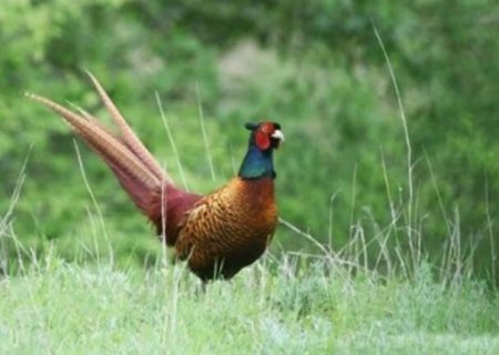 سرشماری بهاره قرقاول در فومن کلید‌خورد