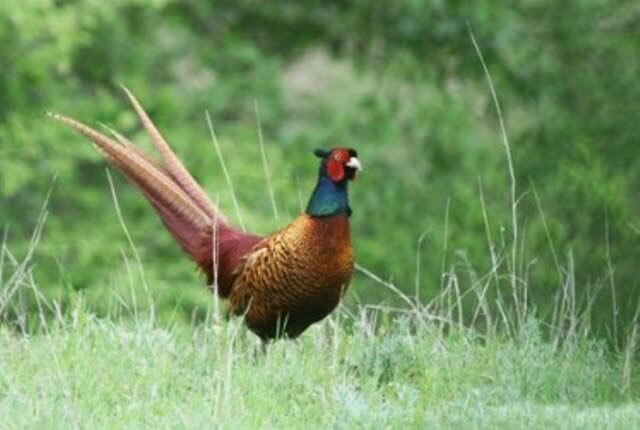 سرشماری بهاره قرقاول در فومن کلید‌خورد